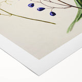 Botanical Realism Art Print - Ink Plant (Dianella Intermedia