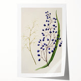 Botanical Realism Art Print - Ink Plant (Dianella Intermedia