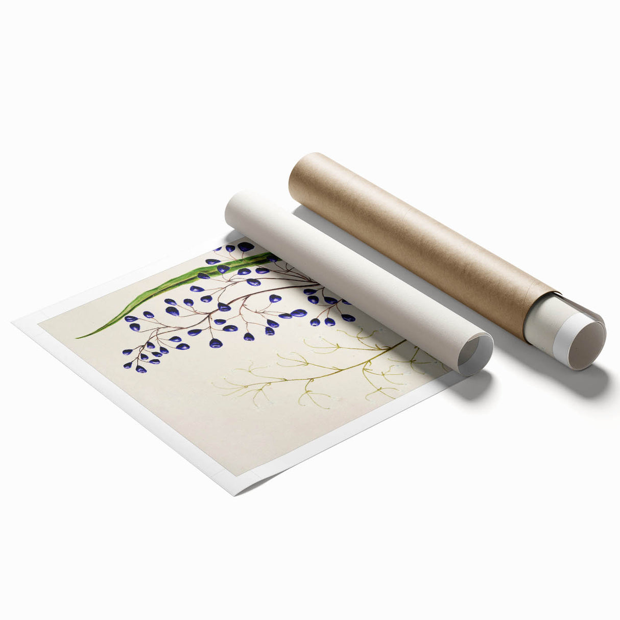 Botanical Realism Art Print - Ink Plant (Dianella Intermedia