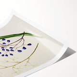 Botanical Realism Art Print - Ink Plant (Dianella Intermedia