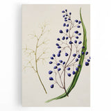 Botanical Realism Art Print - Ink Plant (Dianella Intermedia