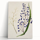 Botanical Realism Art Print - Ink Plant (Dianella Intermedia