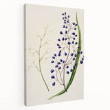 Botanical Realism Art Print - Ink Plant (Dianella Intermedia