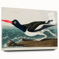 Romanticism Art: Pied Oyster Catcher by John James Audubon
