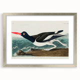 Romanticism Art: Pied Oyster Catcher by John James Audubon
