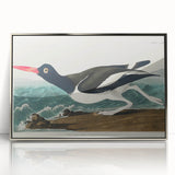 Romanticism Art: Pied Oyster Catcher by John James Audubon