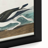 Romanticism Art: Pied Oyster Catcher by John James Audubon