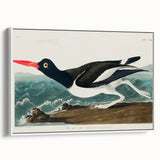 Romanticism Art: Pied Oyster Catcher by John James Audubon