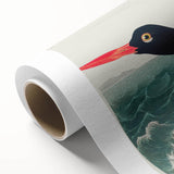 Romanticism Art: Pied Oyster Catcher by John James Audubon