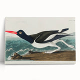 Romanticism Art: Pied Oyster Catcher by John James Audubon