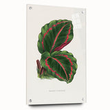 Romanticism Art: Green Corona Plant by Lydon & Fawsett