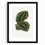 Romanticism Art: Green Corona Plant by Lydon & Fawsett