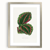 Romanticism Art: Green Corona Plant by Lydon & Fawsett