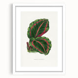 Romanticism Art: Green Corona Plant by Lydon & Fawsett