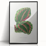 Romanticism Art: Green Corona Plant by Lydon & Fawsett