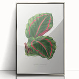 Romanticism Art: Green Corona Plant by Lydon & Fawsett