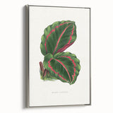 Romanticism Art: Green Corona Plant by Lydon & Fawsett