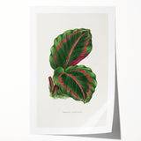 Romanticism Art: Green Corona Plant by Lydon & Fawsett