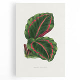 Romanticism Art: Green Corona Plant by Lydon & Fawsett