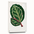 Romanticism Art Print: Maranta Illustris Leaf - Botanical Wall Art