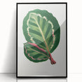 Romanticism Art Print: Maranta Illustris Leaf - Botanical Wall Art