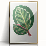 Romanticism Art Print: Maranta Illustris Leaf - Botanical Wall Art