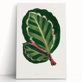 Romanticism Art Print: Maranta Illustris Leaf - Botanical Wall Art