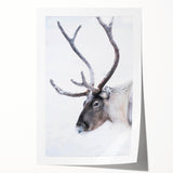 Large rolled print of a serene Finnish landscape with lush greenery and a calm lake, suitable for dining room decor.