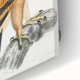 Vintage Wildlife Art - Detailed Illustration of a Majestic Tawny Eagle