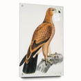 Vintage Wildlife Art - Detailed Illustration of a Majestic Tawny Eagle