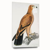 Vintage Wildlife Art - Detailed Illustration of a Majestic Tawny Eagle