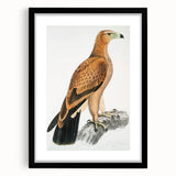 Vintage Wildlife Art - Detailed Illustration of a Majestic Tawny Eagle