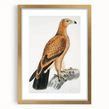 Vintage Wildlife Art - Detailed Illustration of a Majestic Tawny Eagle