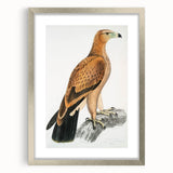 Vintage Wildlife Art - Detailed Illustration of a Majestic Tawny Eagle