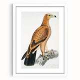 Vintage Wildlife Art - Detailed Illustration of a Majestic Tawny Eagle