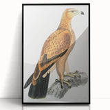 Vintage Wildlife Art - Detailed Illustration of a Majestic Tawny Eagle