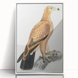 Vintage Wildlife Art - Detailed Illustration of a Majestic Tawny Eagle