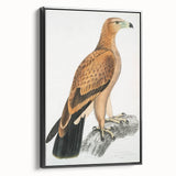 Vintage Wildlife Art - Detailed Illustration of a Majestic Tawny Eagle