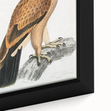 Vintage Wildlife Art - Detailed Illustration of a Majestic Tawny Eagle