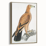 Vintage Wildlife Art - Detailed Illustration of a Majestic Tawny Eagle