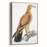 Vintage Wildlife Art - Detailed Illustration of a Majestic Tawny Eagle
