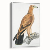 Vintage Wildlife Art - Detailed Illustration of a Majestic Tawny Eagle