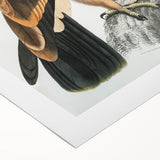 Vintage Wildlife Art - Detailed Illustration of a Majestic Tawny Eagle