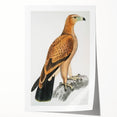 Vintage Wildlife Art - Detailed Illustration of a Majestic Tawny Eagle