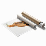 Vintage Wildlife Art - Detailed Illustration of a Majestic Tawny Eagle