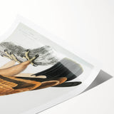 Vintage Wildlife Art - Detailed Illustration of a Majestic Tawny Eagle