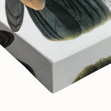 Vintage Wildlife Art - Detailed Illustration of a Majestic Tawny Eagle