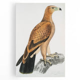 Vintage Wildlife Art - Detailed Illustration of a Majestic Tawny Eagle