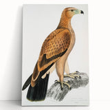 Vintage Wildlife Art - Detailed Illustration of a Majestic Tawny Eagle