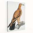 Vintage Wildlife Art - Detailed Illustration of a Majestic Tawny Eagle
